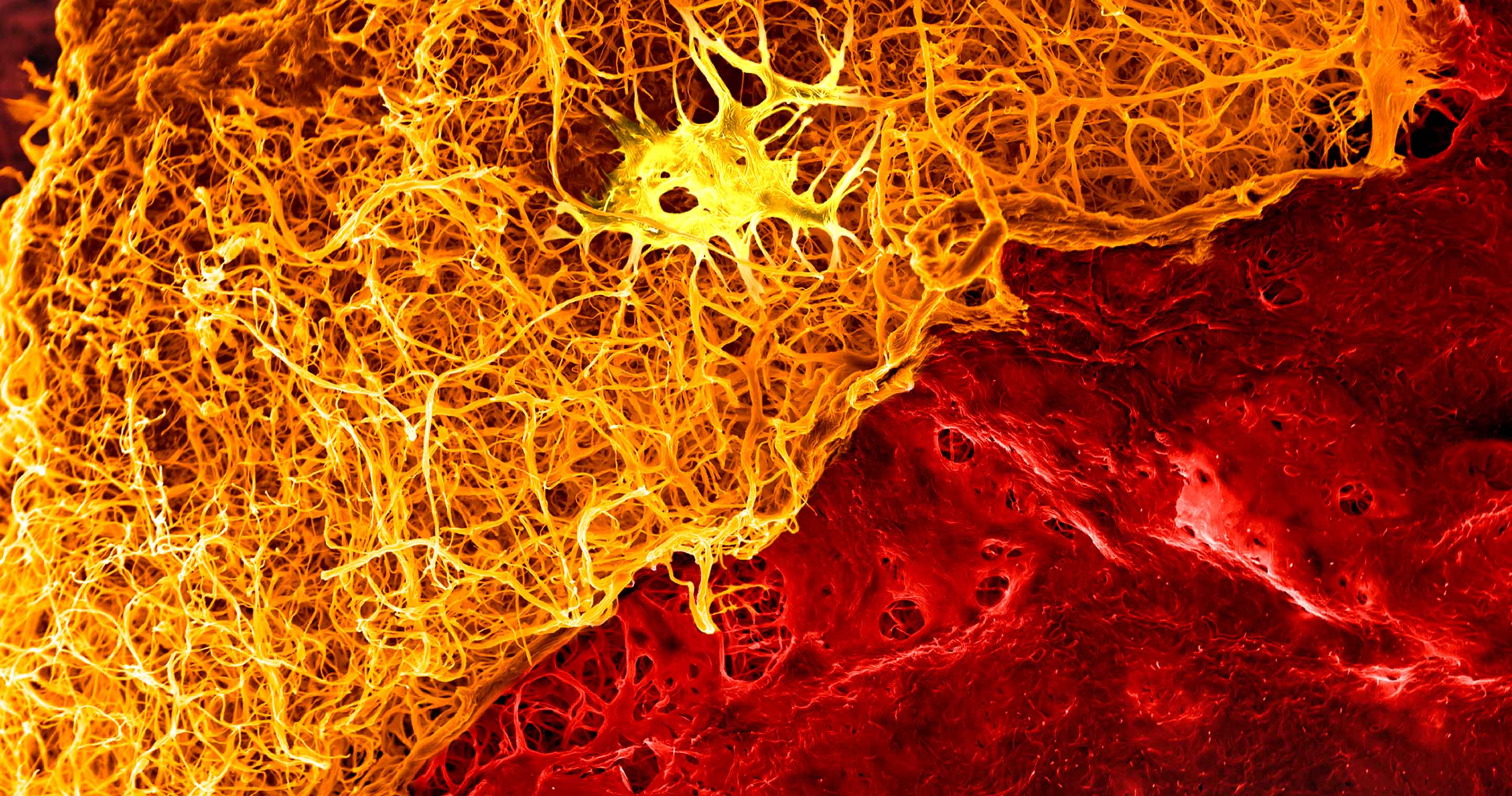 Schimmelpilz Hausschwamm