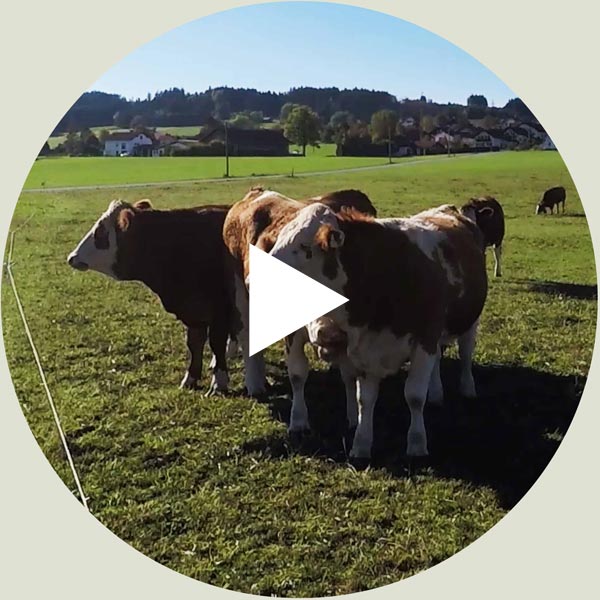 Videoformat rund mit Kühen