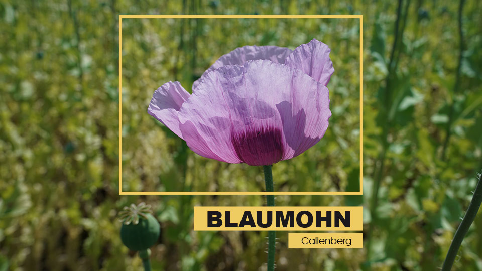 Blauer Mohn bei Callenberg Sachsen