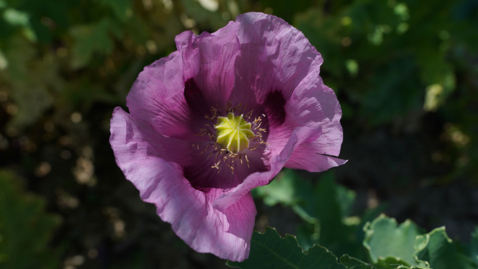 Blauer Mohn bei Callenberg Sachsen