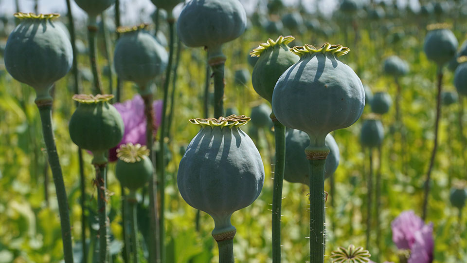 Blauer Mohn bei Callenberg Sachsen