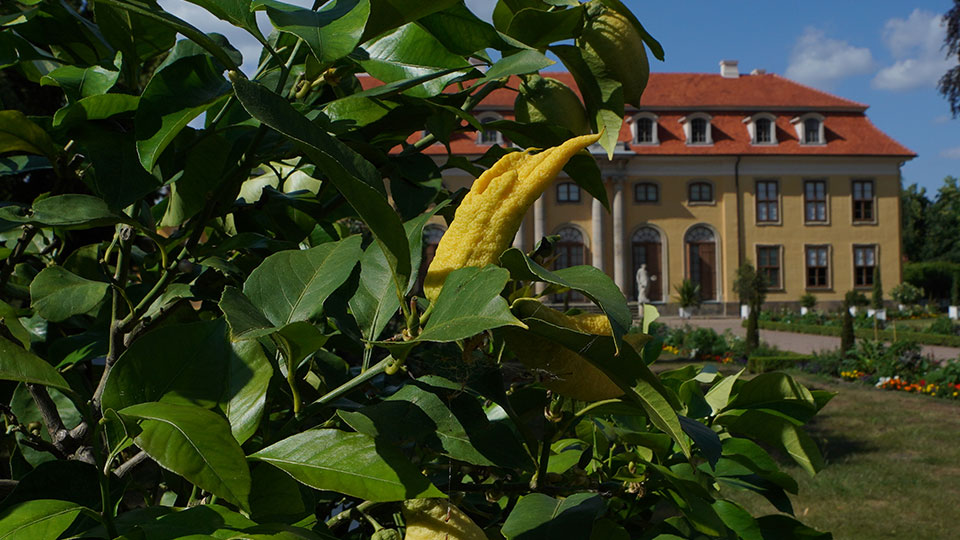 Schloss Mosigkau bei Dessau